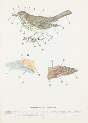 Атлас-определитель видовой принадлежности птиц по их макро- и микроструктурным фрагментам. Практическое руководство / МО РФ. М.: Воениздат, 1995.